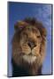 Lion-DLILLC-Mounted Photographic Print