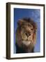 Lion-DLILLC-Framed Photographic Print