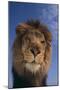 Lion-DLILLC-Mounted Photographic Print