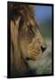 Lion-DLILLC-Framed Photographic Print