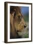 Lion-DLILLC-Framed Photographic Print