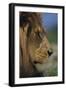 Lion-DLILLC-Framed Photographic Print