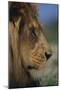 Lion-DLILLC-Mounted Photographic Print