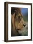 Lion-DLILLC-Framed Photographic Print