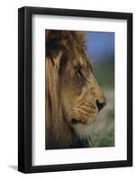 Lion-DLILLC-Framed Photographic Print