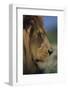 Lion-DLILLC-Framed Photographic Print