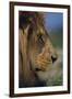 Lion-DLILLC-Framed Photographic Print