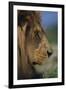 Lion-DLILLC-Framed Photographic Print