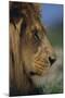 Lion-DLILLC-Mounted Photographic Print