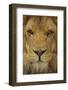 Lion-DLILLC-Framed Photographic Print