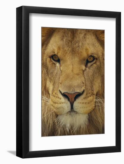 Lion-DLILLC-Framed Photographic Print