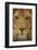 Lion-DLILLC-Framed Photographic Print