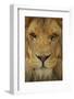 Lion-DLILLC-Framed Photographic Print