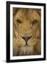 Lion-DLILLC-Framed Photographic Print