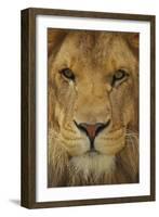 Lion-DLILLC-Framed Photographic Print