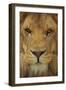 Lion-DLILLC-Framed Photographic Print