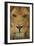 Lion-DLILLC-Framed Photographic Print