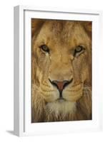 Lion-DLILLC-Framed Photographic Print