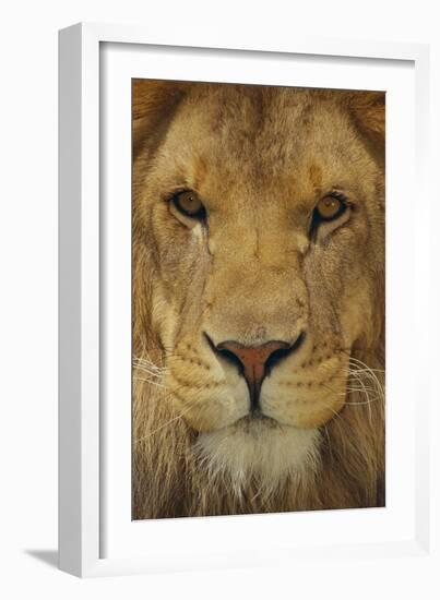 Lion-DLILLC-Framed Photographic Print