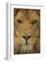 Lion-DLILLC-Framed Photographic Print