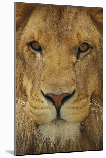 Lion-DLILLC-Mounted Photographic Print