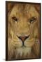 Lion-DLILLC-Framed Photographic Print