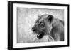 Lion-Donvanstaden-Framed Photographic Print