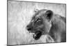 Lion-Donvanstaden-Mounted Photographic Print