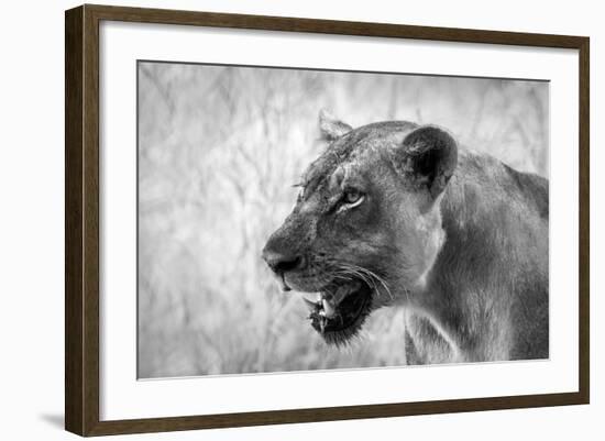 Lion-Donvanstaden-Framed Photographic Print