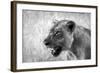 Lion-Donvanstaden-Framed Photographic Print