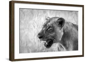 Lion-Donvanstaden-Framed Photographic Print