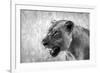 Lion-Donvanstaden-Framed Photographic Print