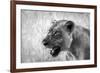 Lion-Donvanstaden-Framed Photographic Print