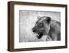 Lion-Donvanstaden-Framed Photographic Print