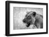 Lion-Donvanstaden-Framed Photographic Print