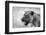 Lion-Donvanstaden-Framed Photographic Print