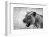 Lion-Donvanstaden-Framed Photographic Print