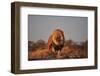 Lion-sichri-Framed Photographic Print