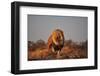 Lion-sichri-Framed Photographic Print