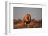 Lion-sichri-Framed Photographic Print