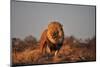 Lion-sichri-Mounted Photographic Print