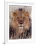 Lion-null-Framed Photographic Print