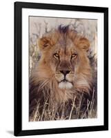 Lion-null-Framed Photographic Print