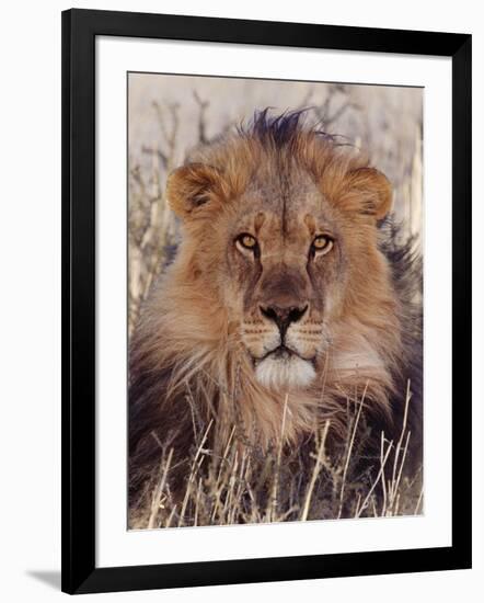 Lion-null-Framed Photographic Print