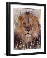 Lion-null-Framed Photographic Print