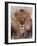 Lion-null-Framed Photographic Print