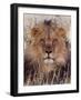 Lion-null-Framed Photographic Print