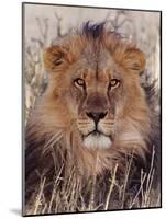 Lion-null-Mounted Photographic Print