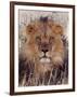 Lion-null-Framed Photographic Print