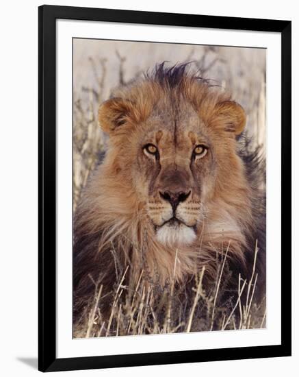 Lion-null-Framed Photographic Print